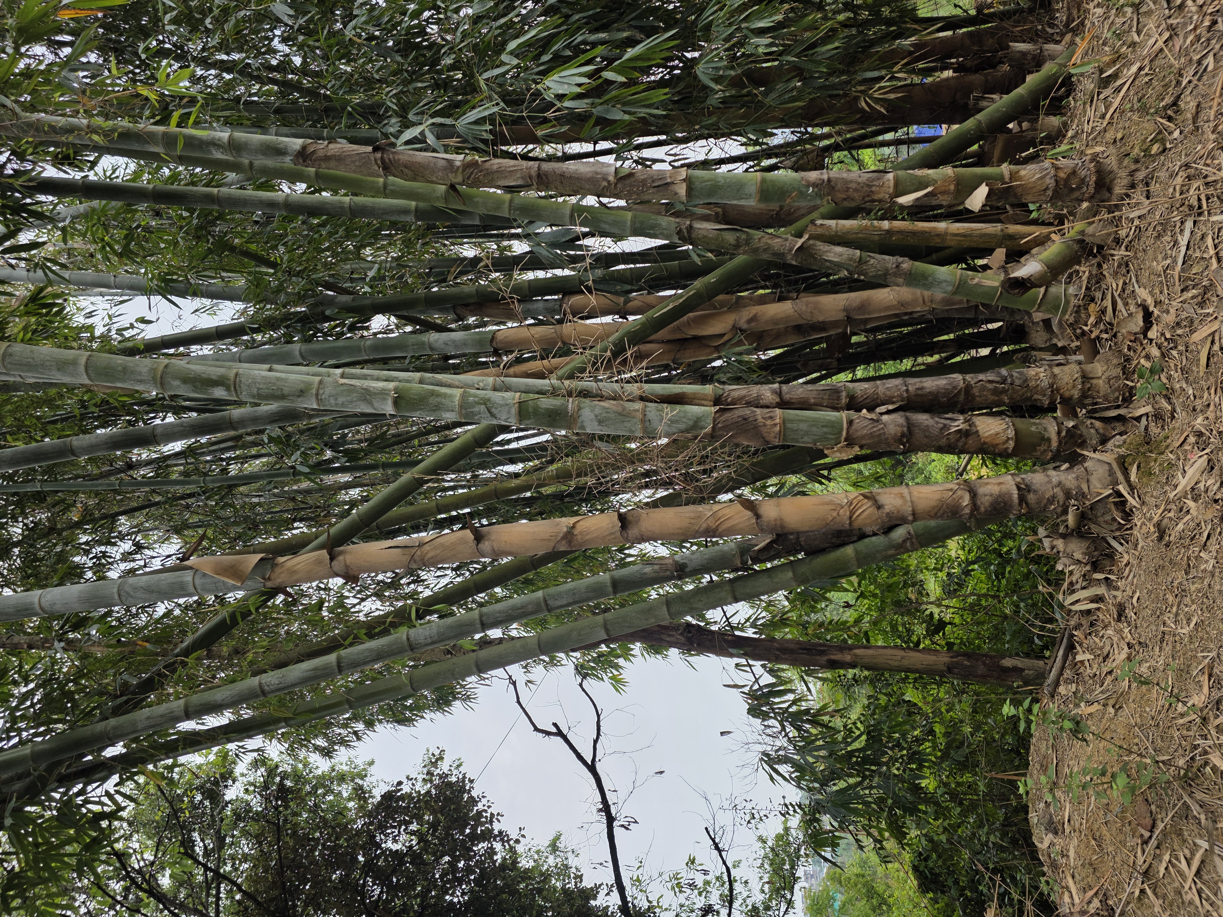 A bamboo grove in the forest around Viswema