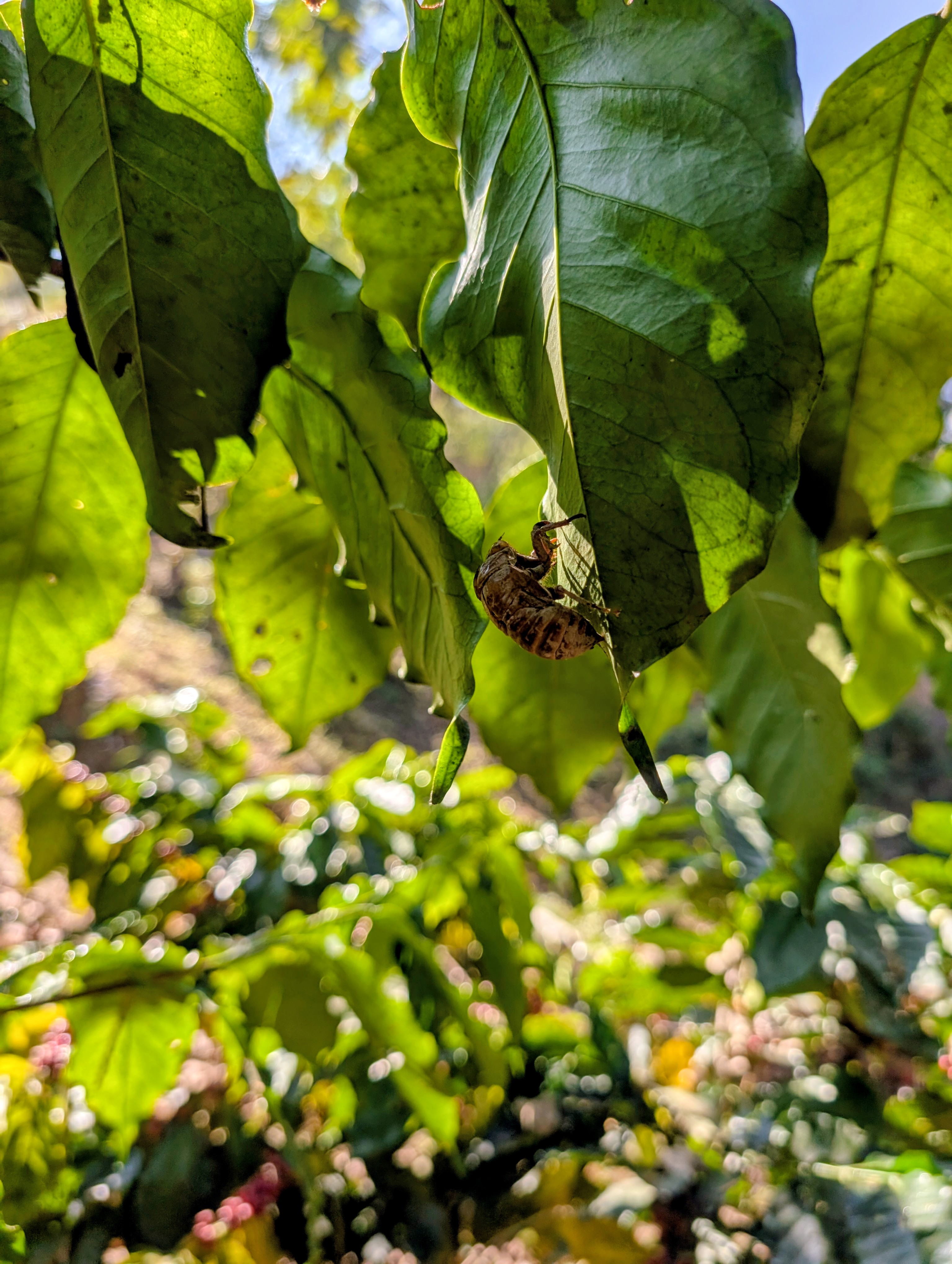 A translucent cicada shell clinging to a leaf in the forests around Viswema