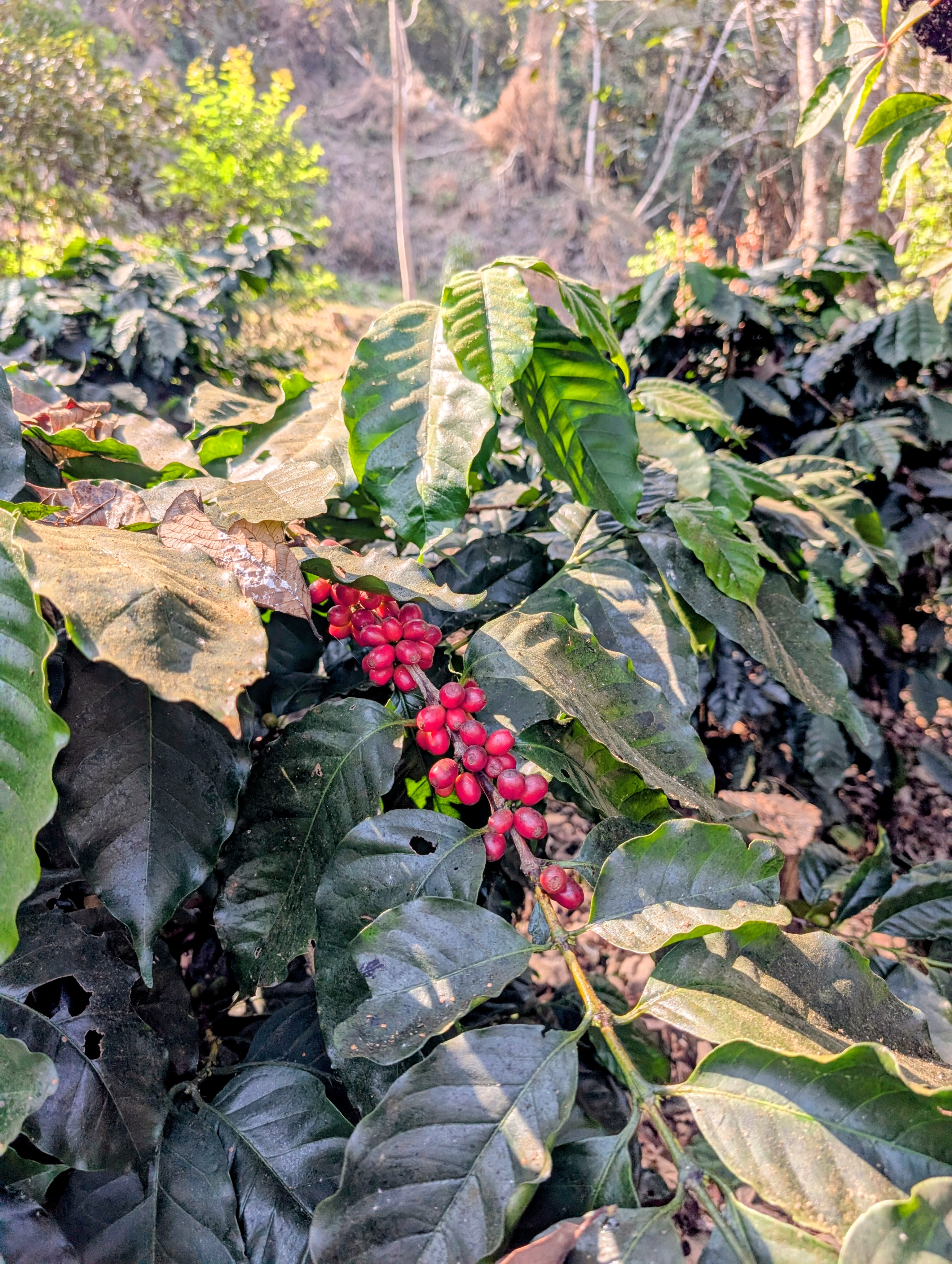 Close-up of coffee cherries ripening on the branch in Viswema