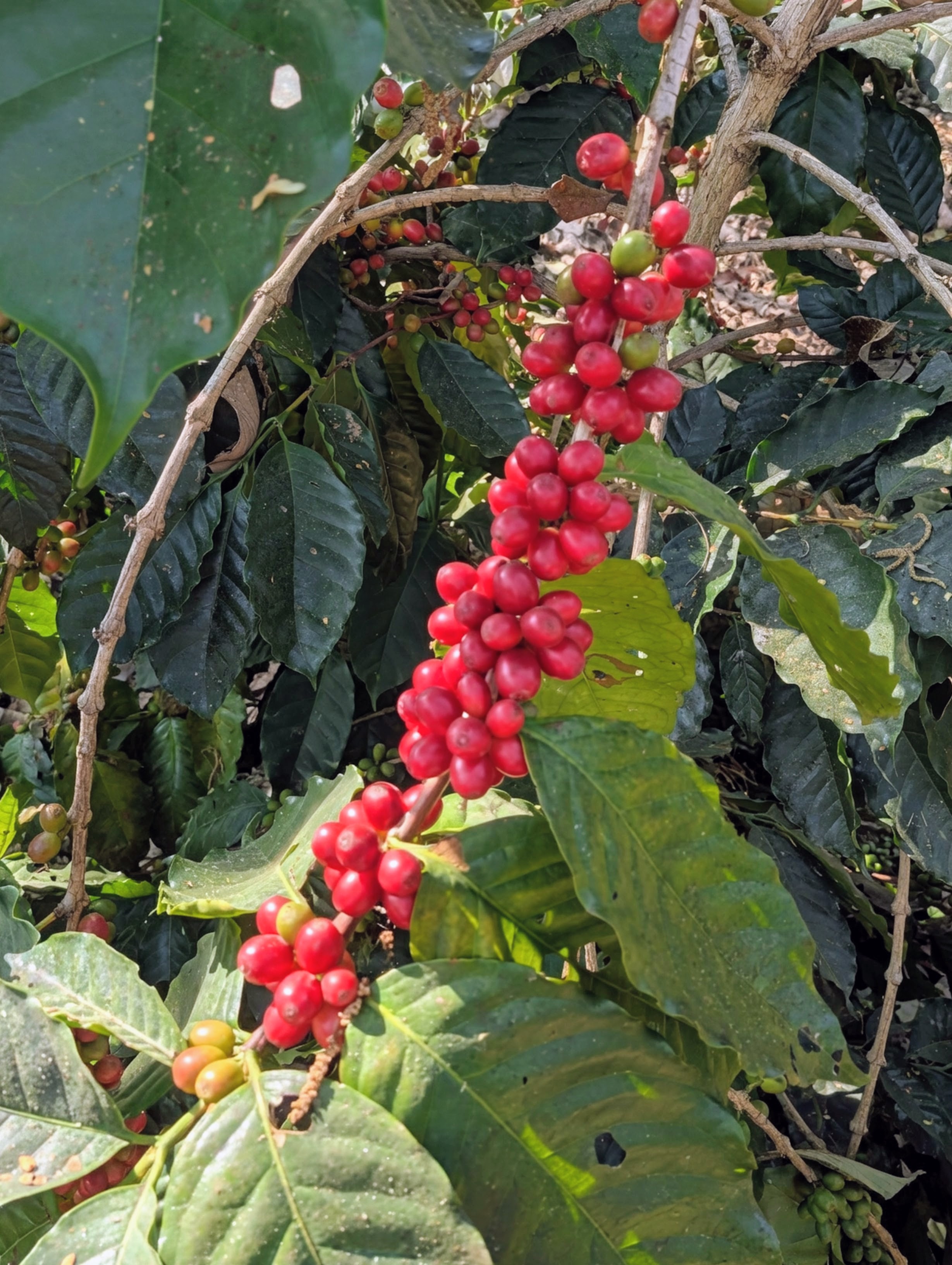 Ripe red coffee cherries clustered on the branch in Viswema