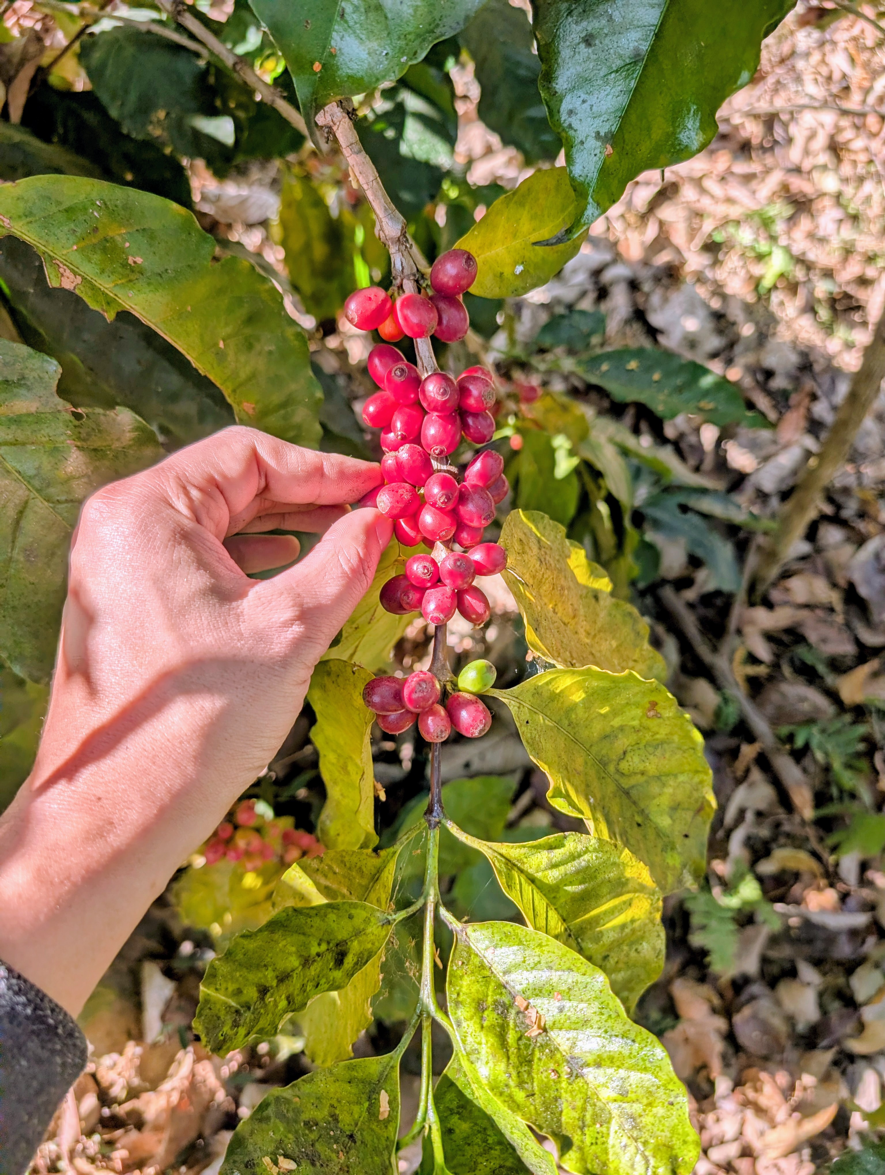 A hand picking ripe coffee cherries from the branch in Viswema