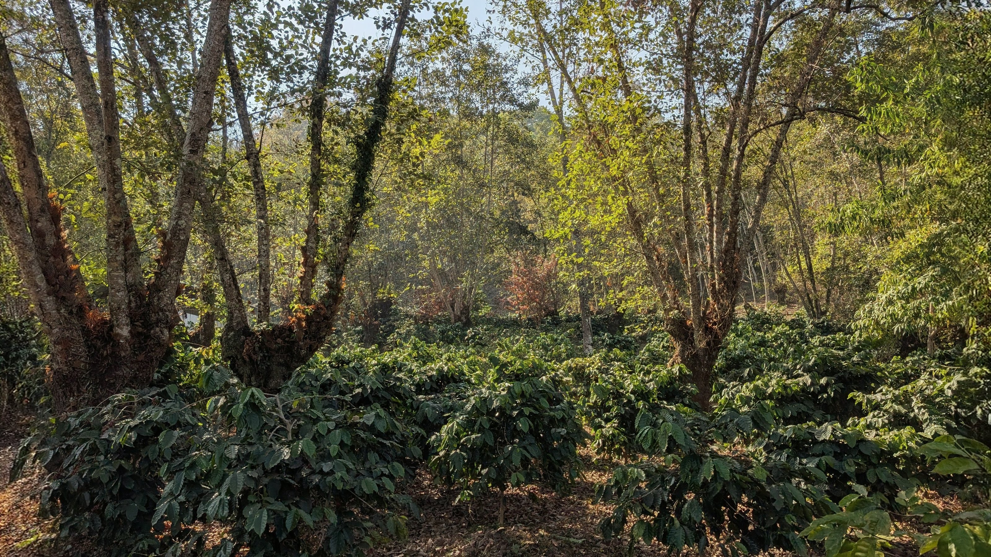 Shade-grown coffee bushes under tall forest trees on a hillside near Viswema
