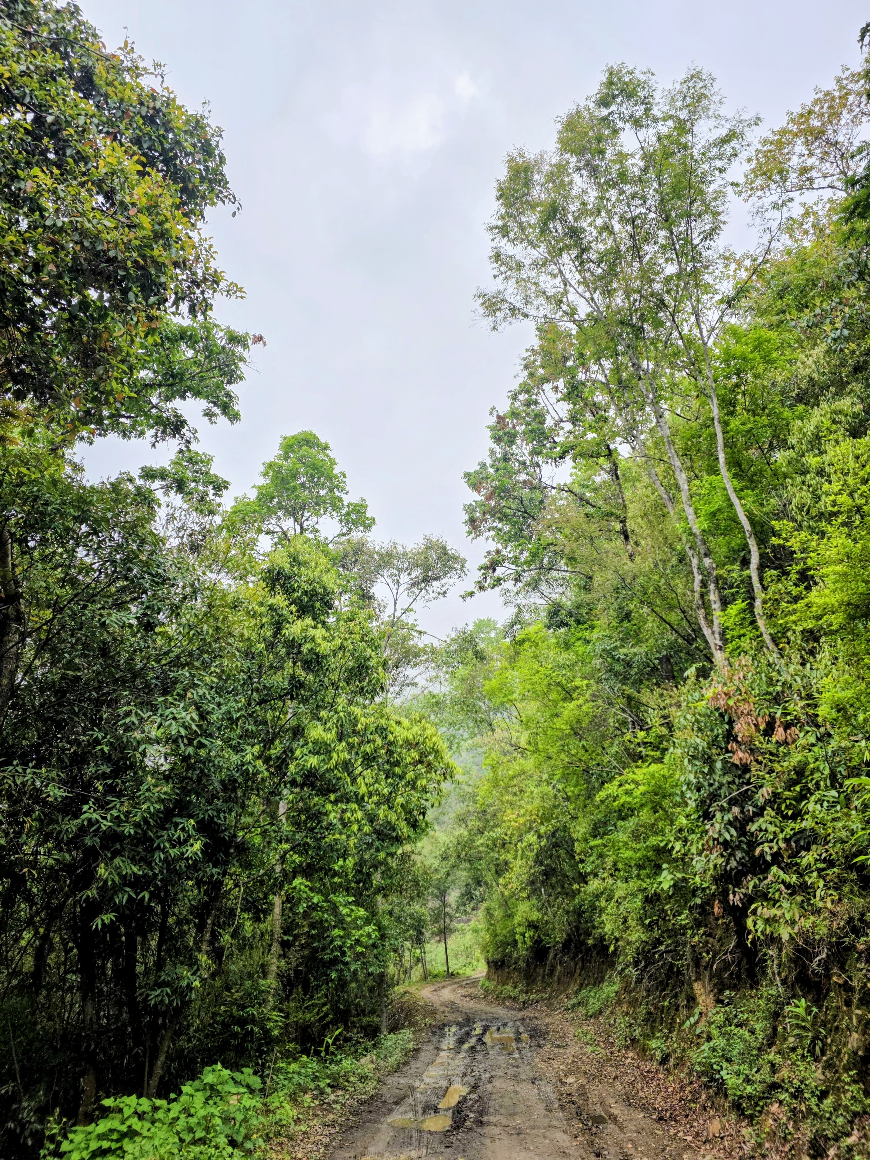 A forest trail near Viswema on the way to Dzükou Valley