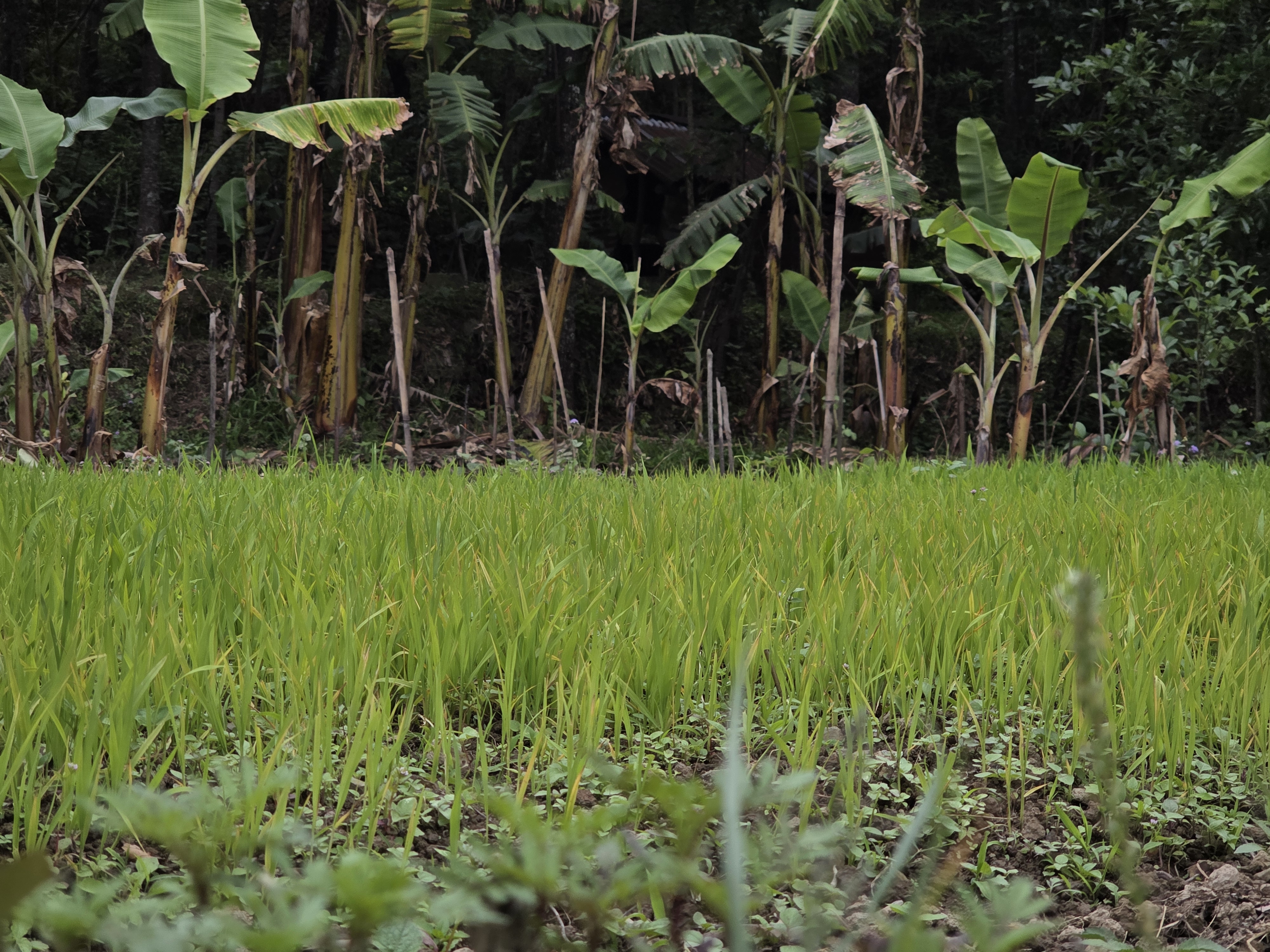 A young rice paddy fringed with banana trees on the edge of Viswema
