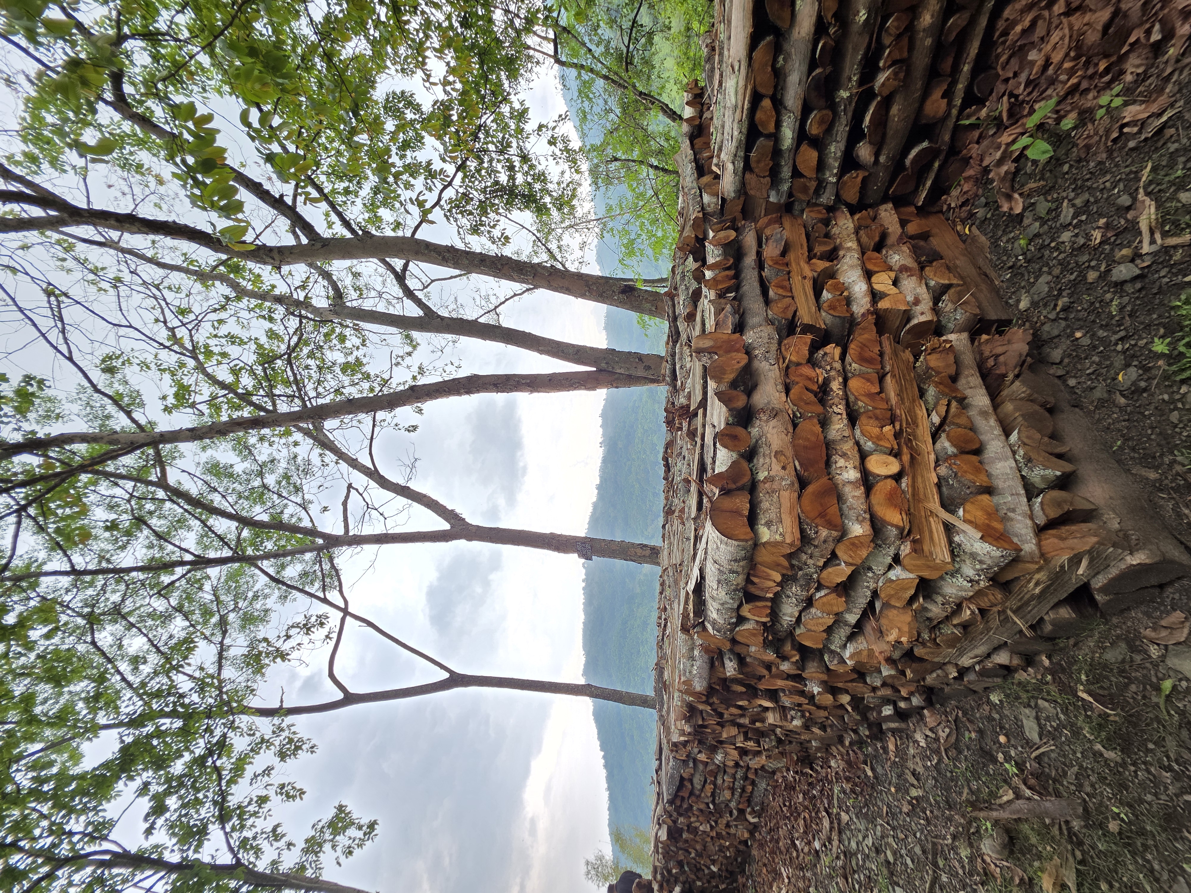 Stacked firewood drying outside a Viswema home