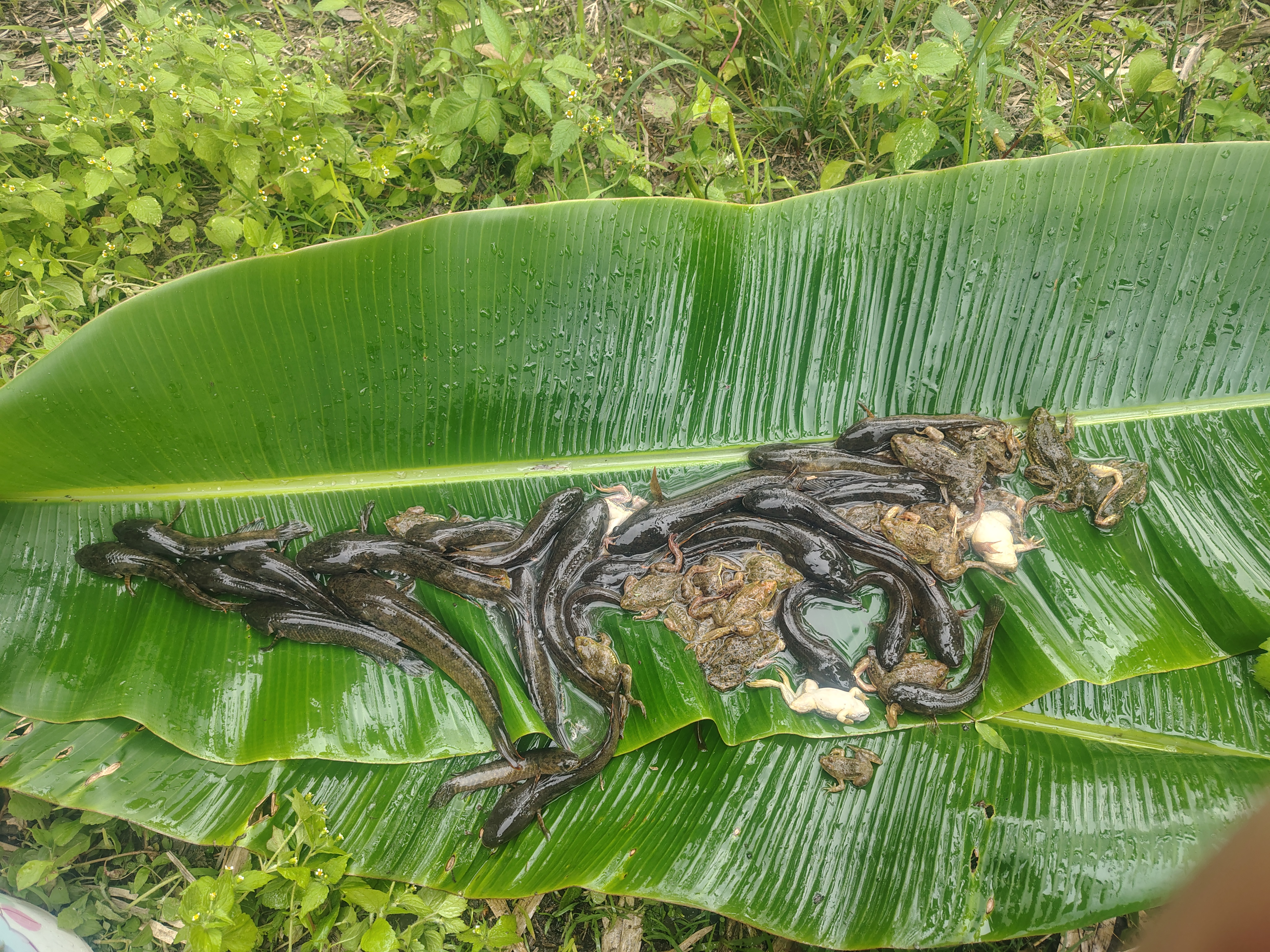 Fish and frogs caught from a flooded paddy field near Viswema