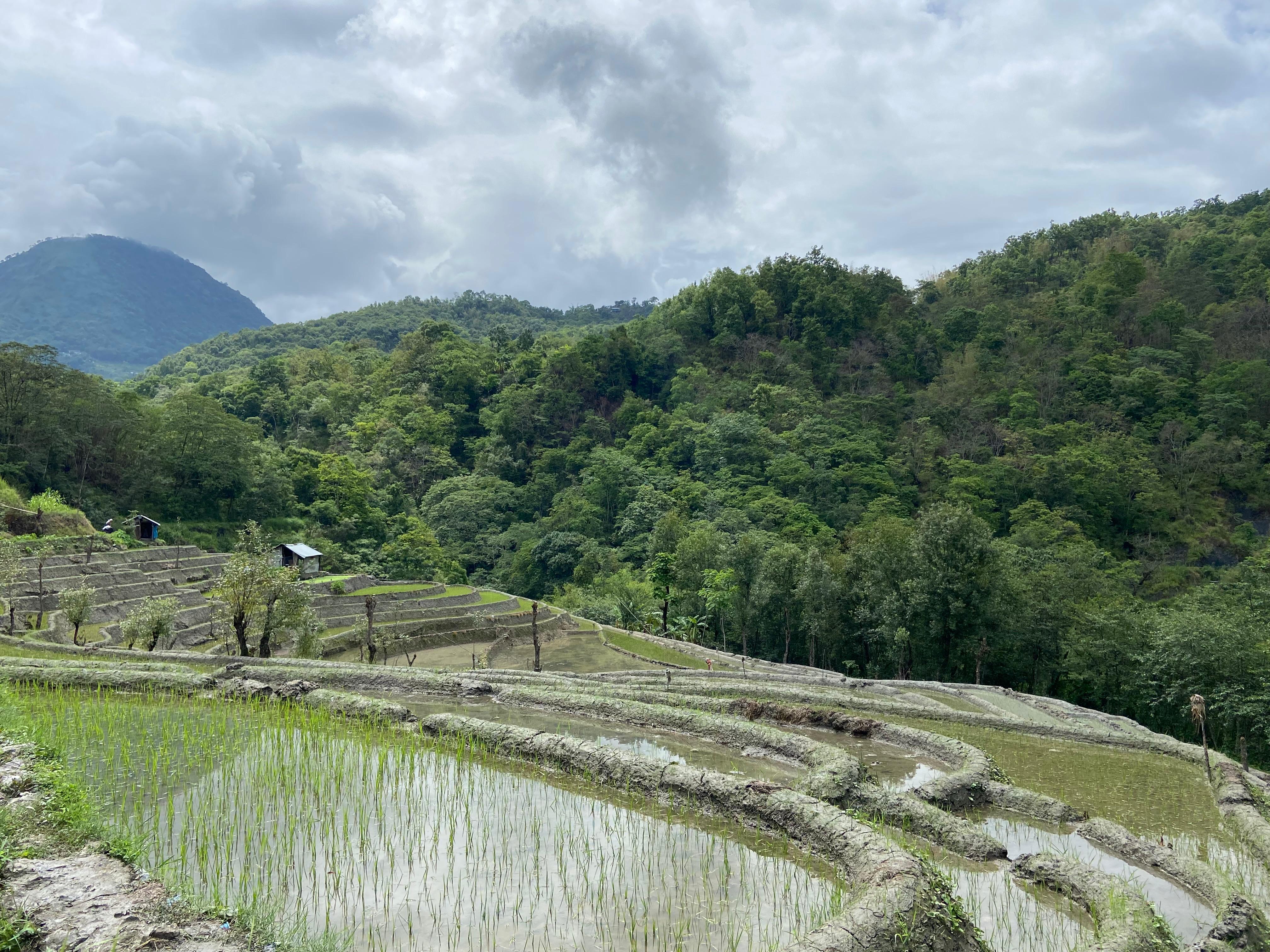 Rice paddies of Viswema brimming with water and young green shoots