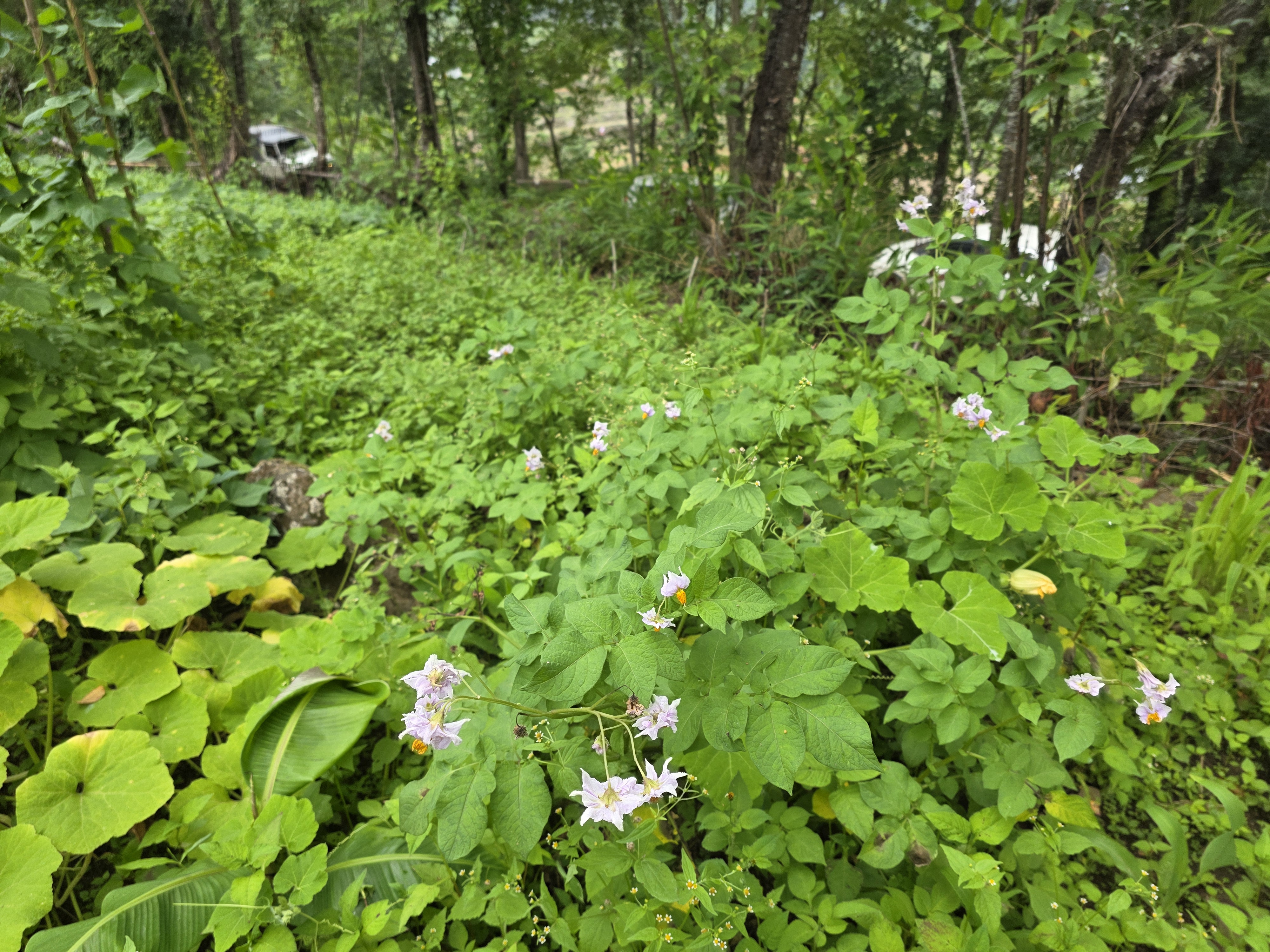 Flowering potato plants in a hillside garden in Viswema