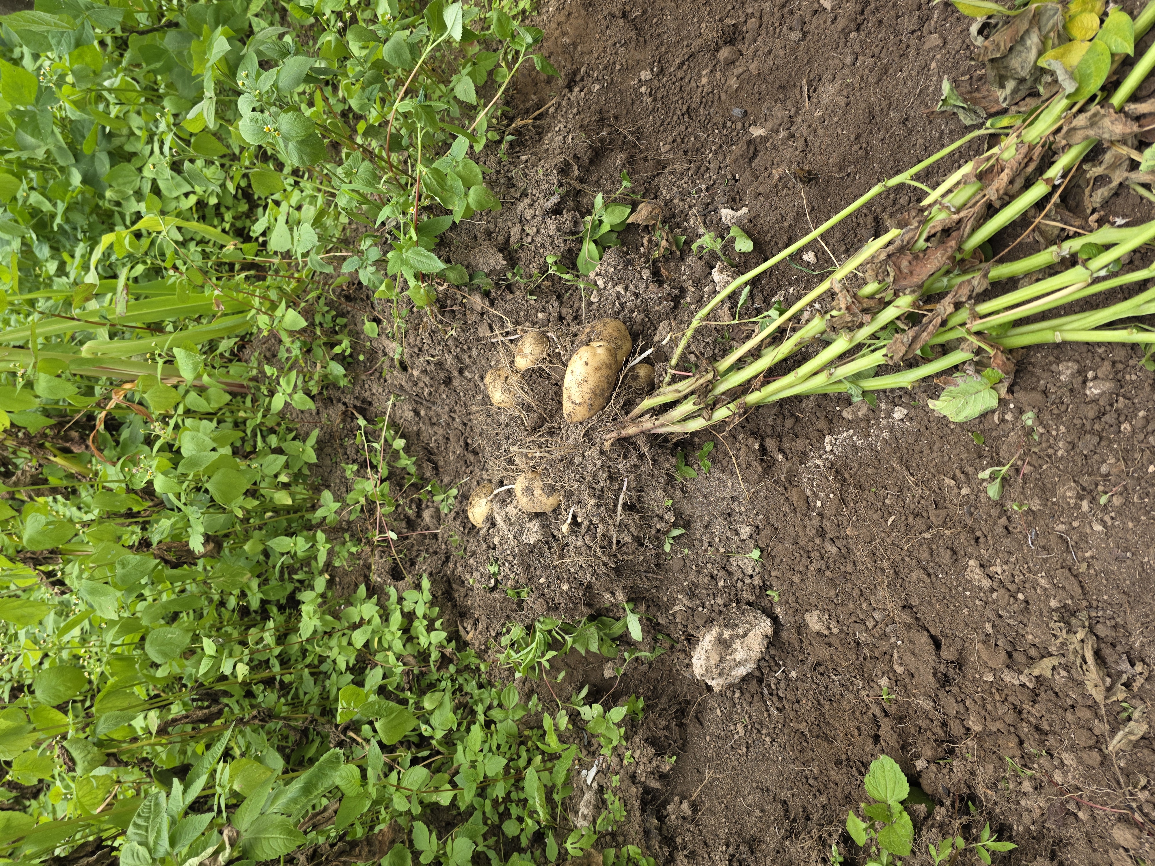 Freshly dug potatoes still attached to the plant in dark soil in Viswema