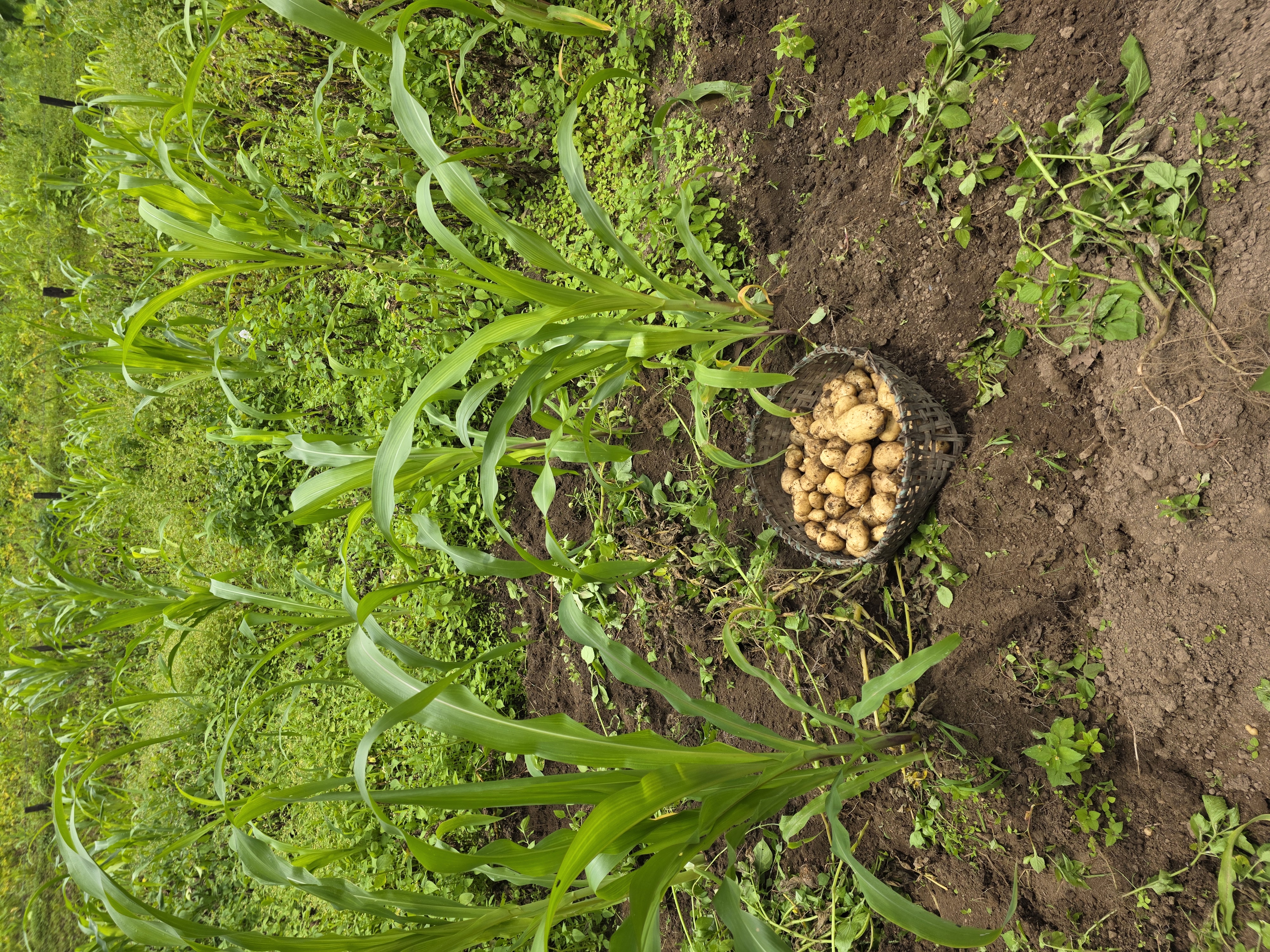 A basket of freshly harvested potatoes resting in a field in Viswema