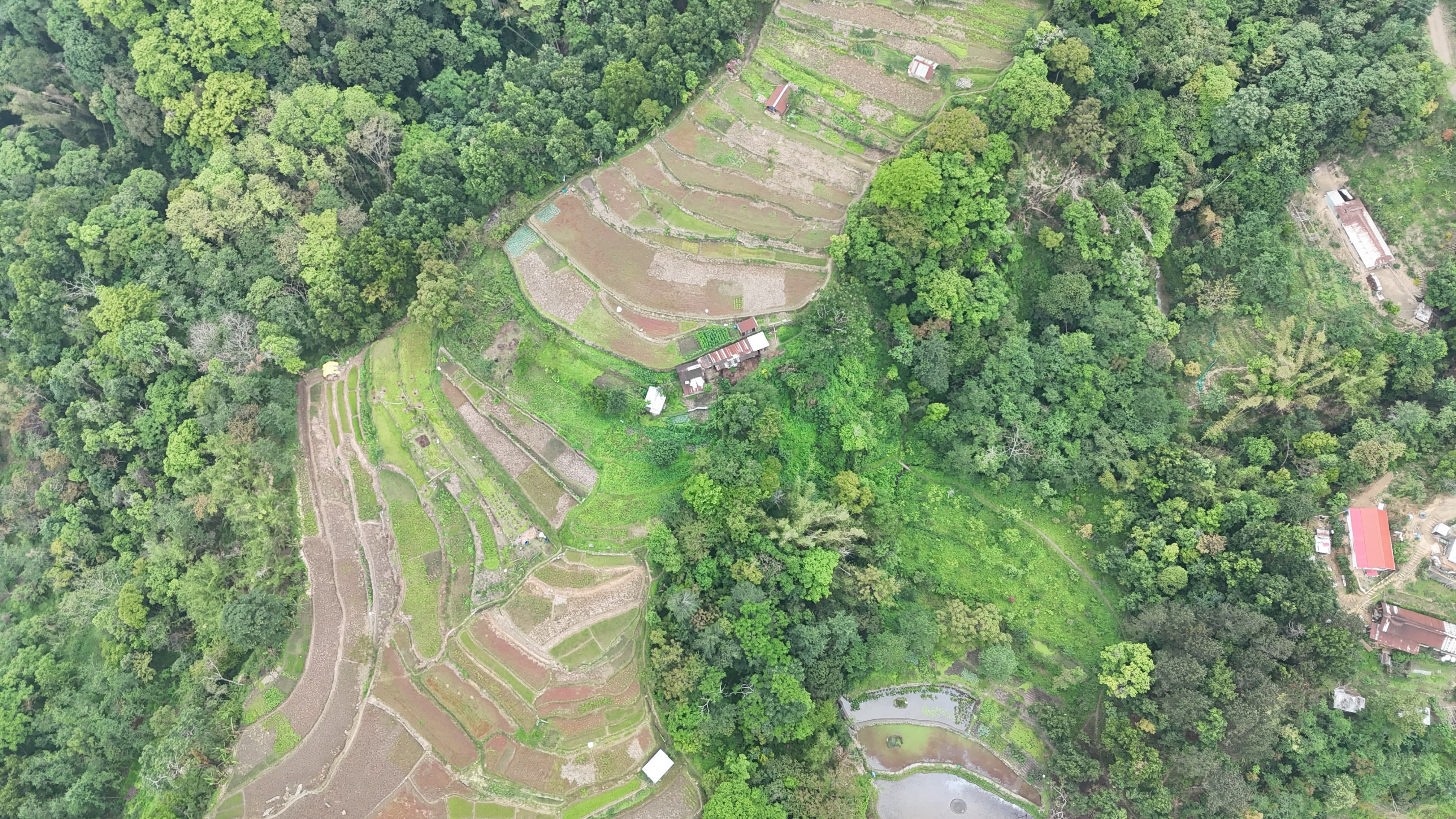 Closer aerial view of Viswema's stepped paddy terraces following the contours of the hill