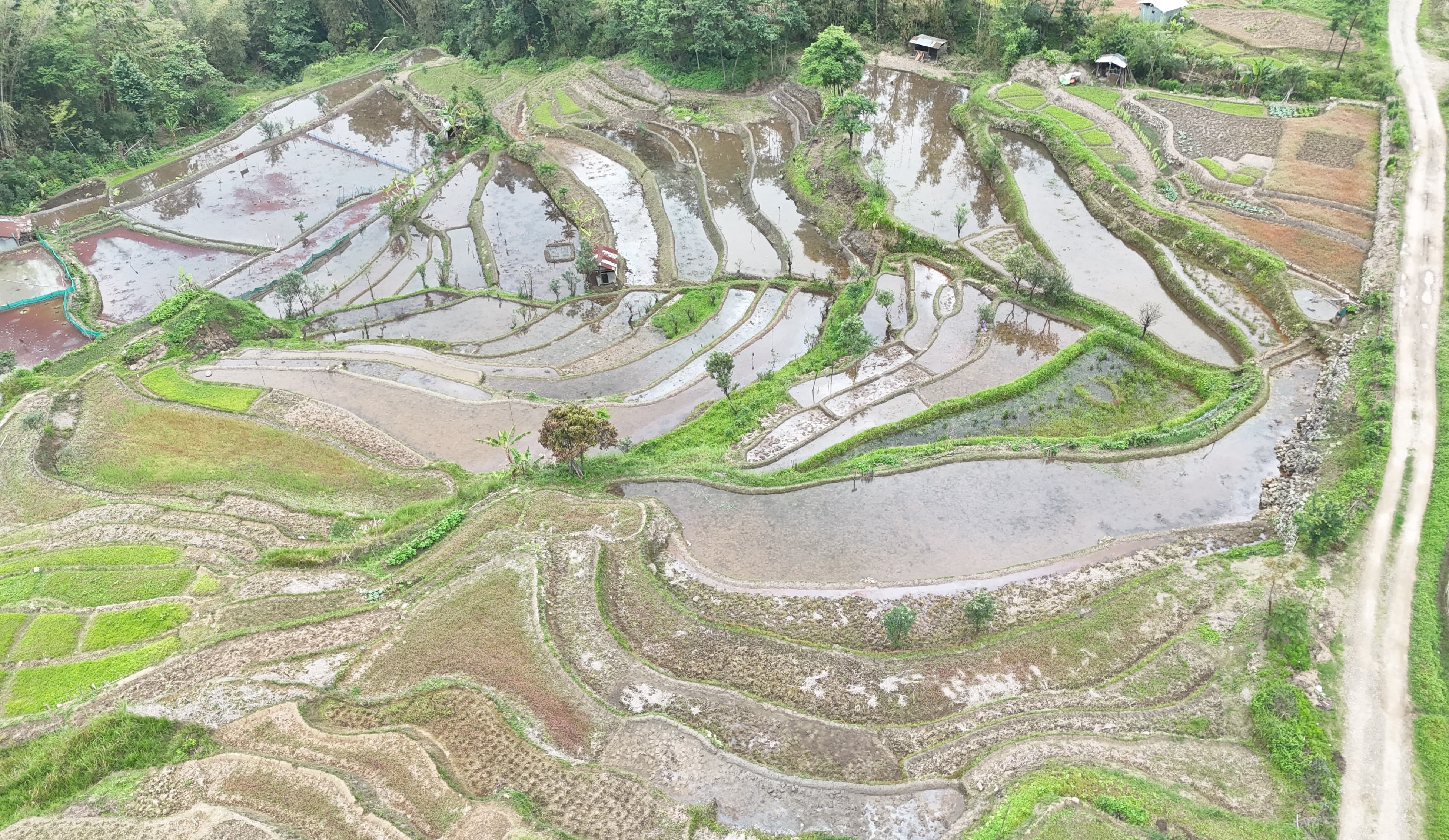 Looking down on Viswema's rice terraces from the slopes above