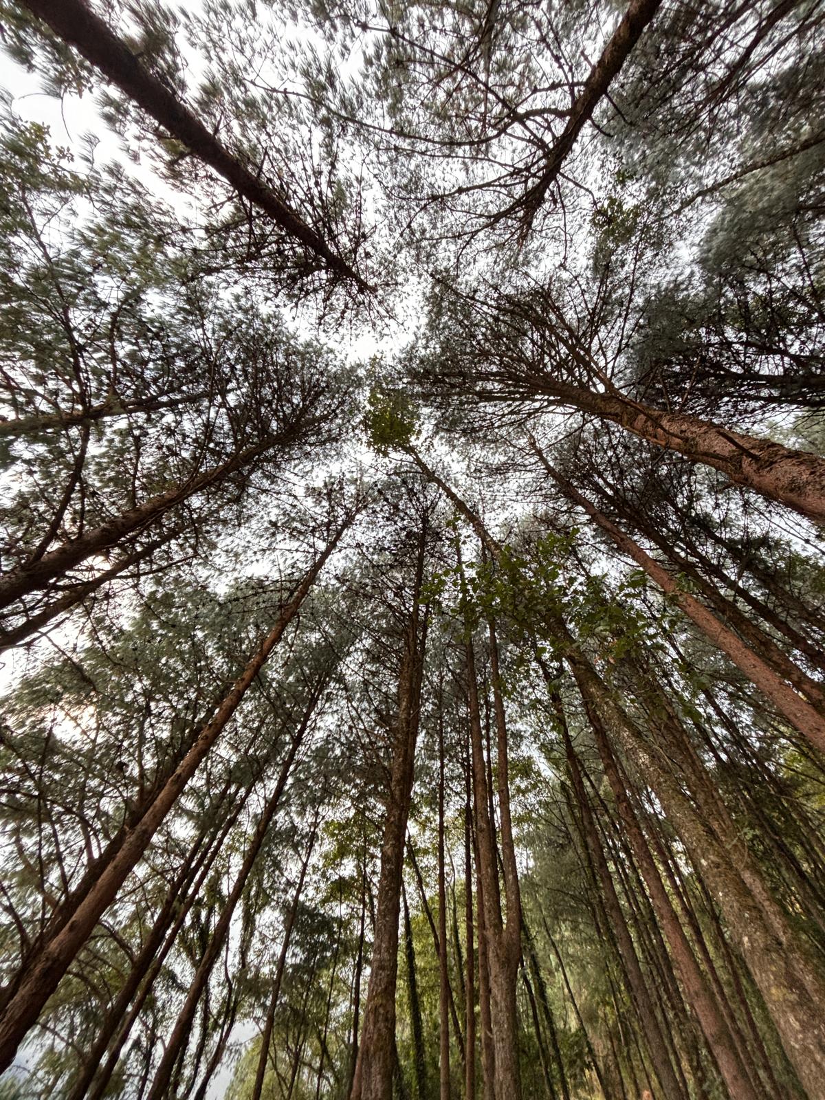 The forest canopy closing overhead in the hills around Viswema