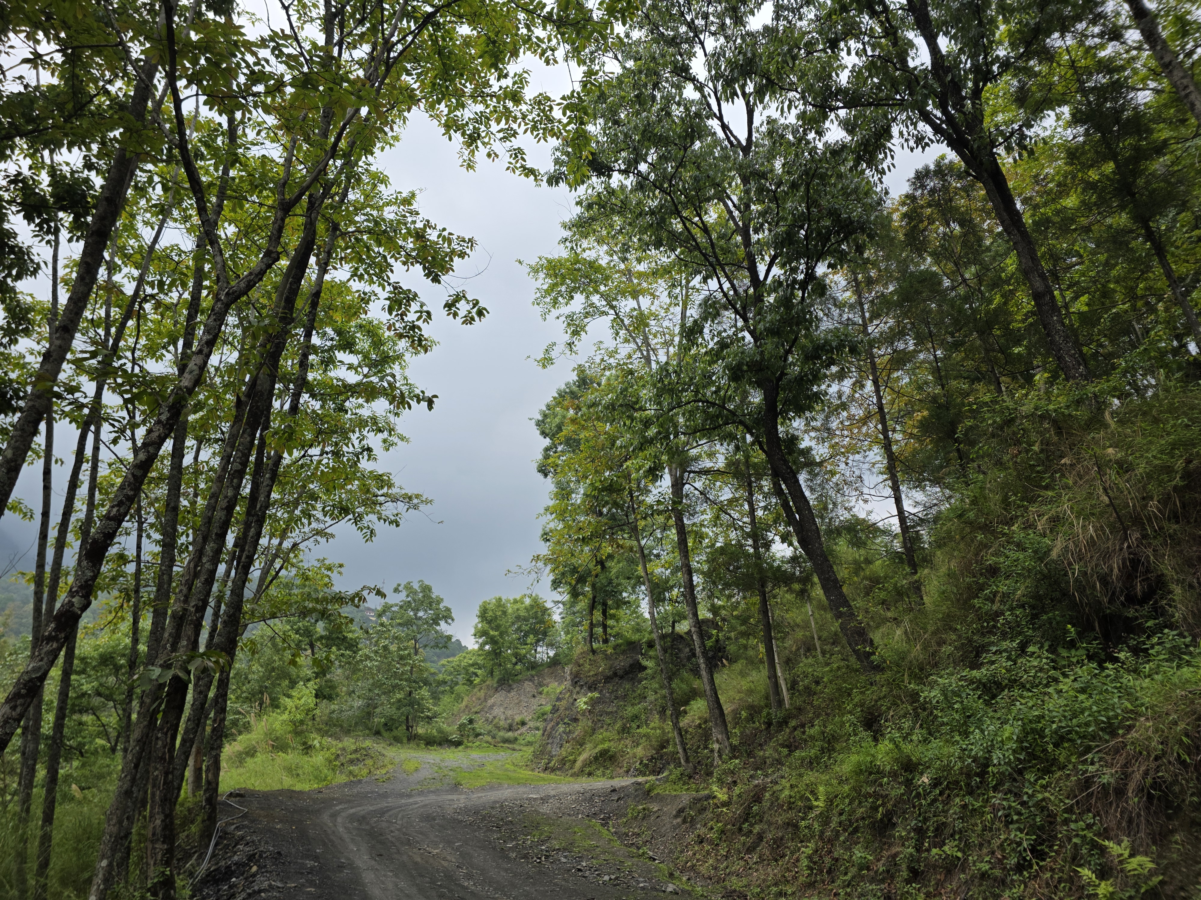 A dirt forest track winding through the wooded hills around Viswema