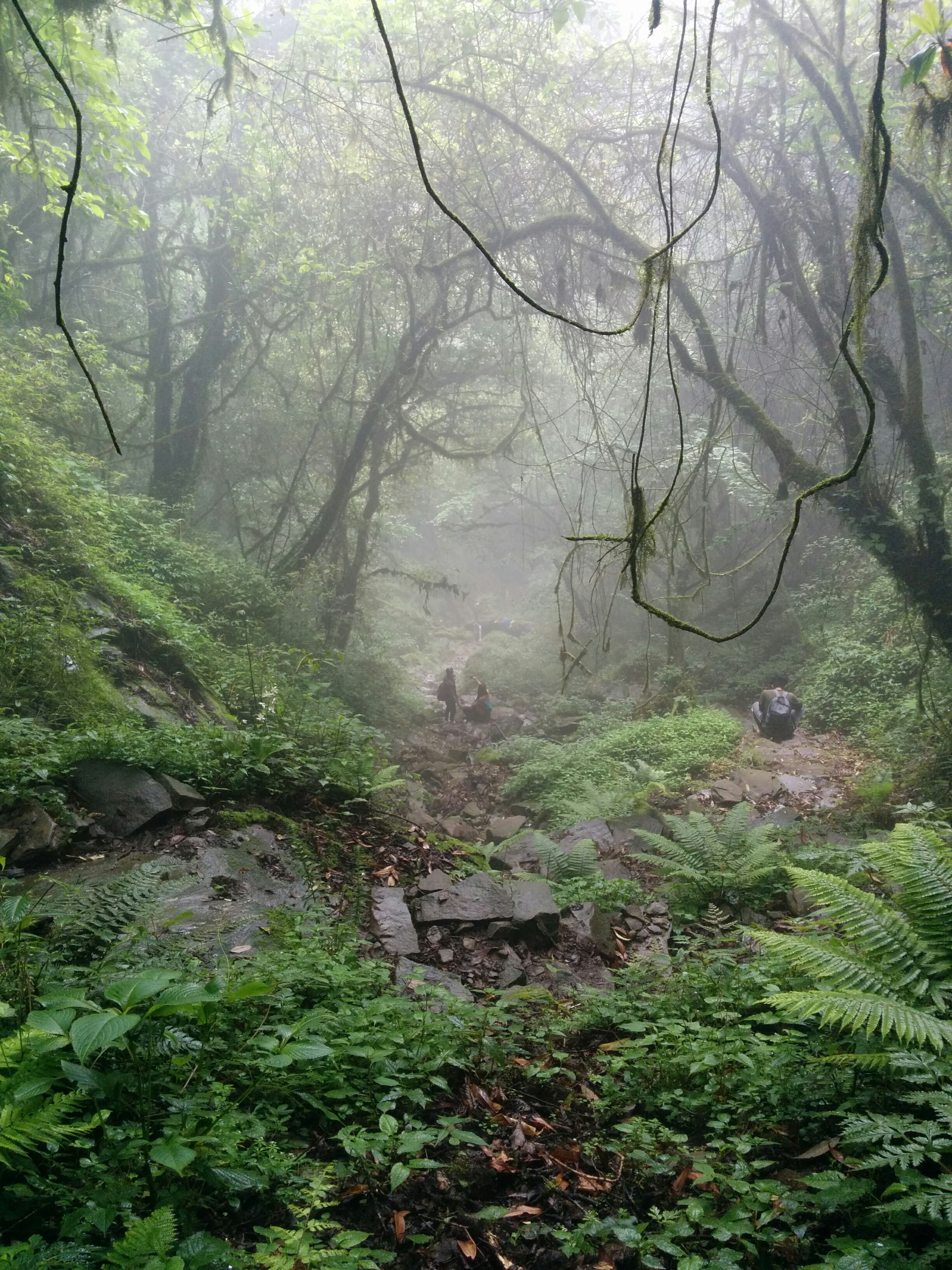 Steeper section of the uphill trail to Dzükou Valley