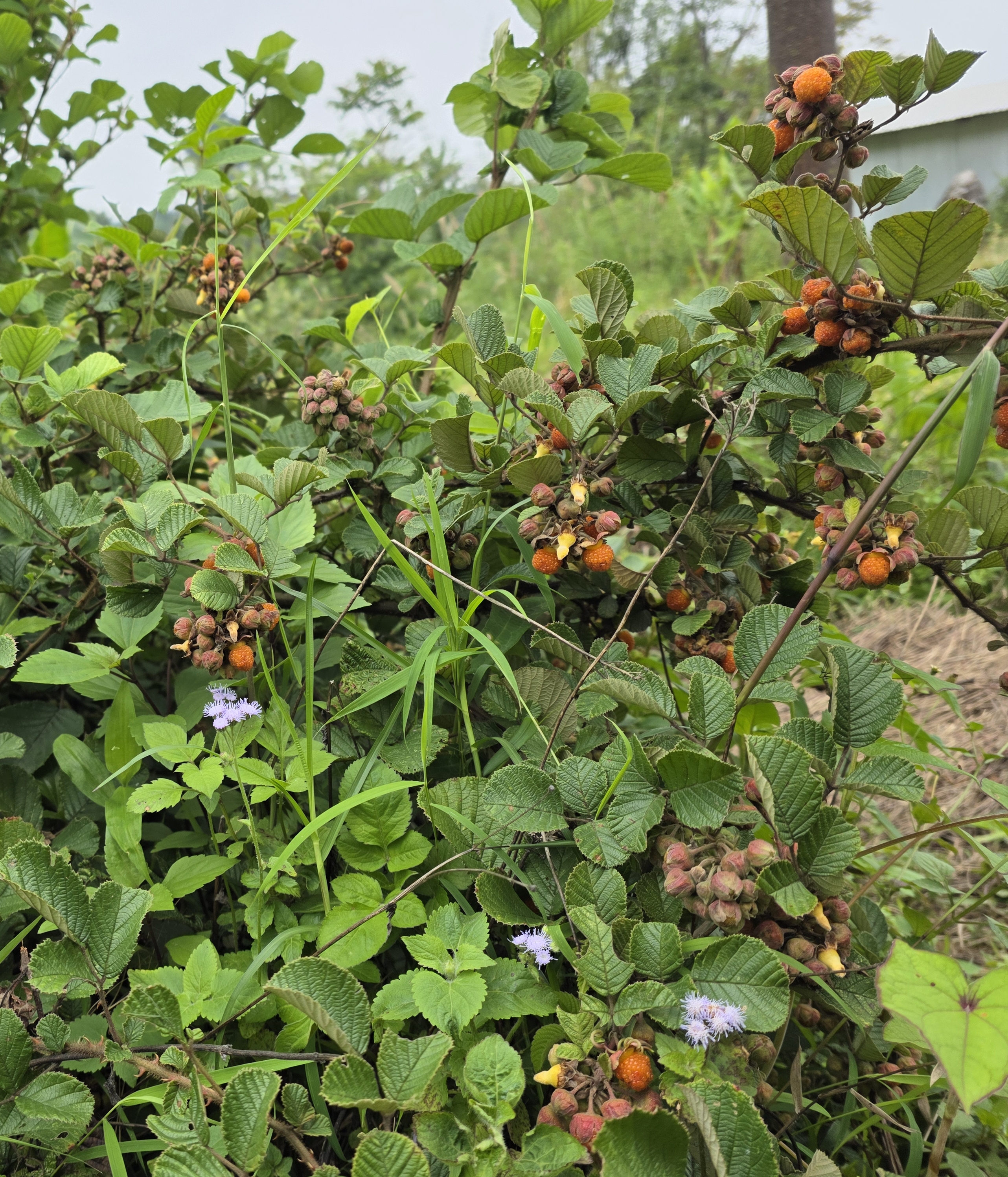 Wild berries ripening on a forest path around Viswema